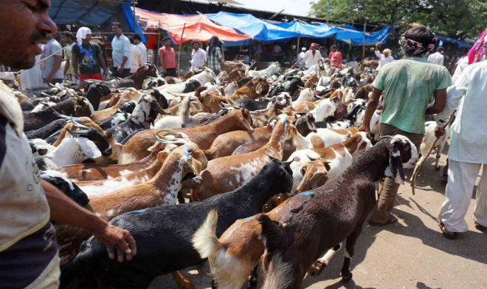 397045-goats-bakri-eid